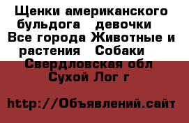 Щенки американского бульдога ( девочки) - Все города Животные и растения » Собаки   . Свердловская обл.,Сухой Лог г.